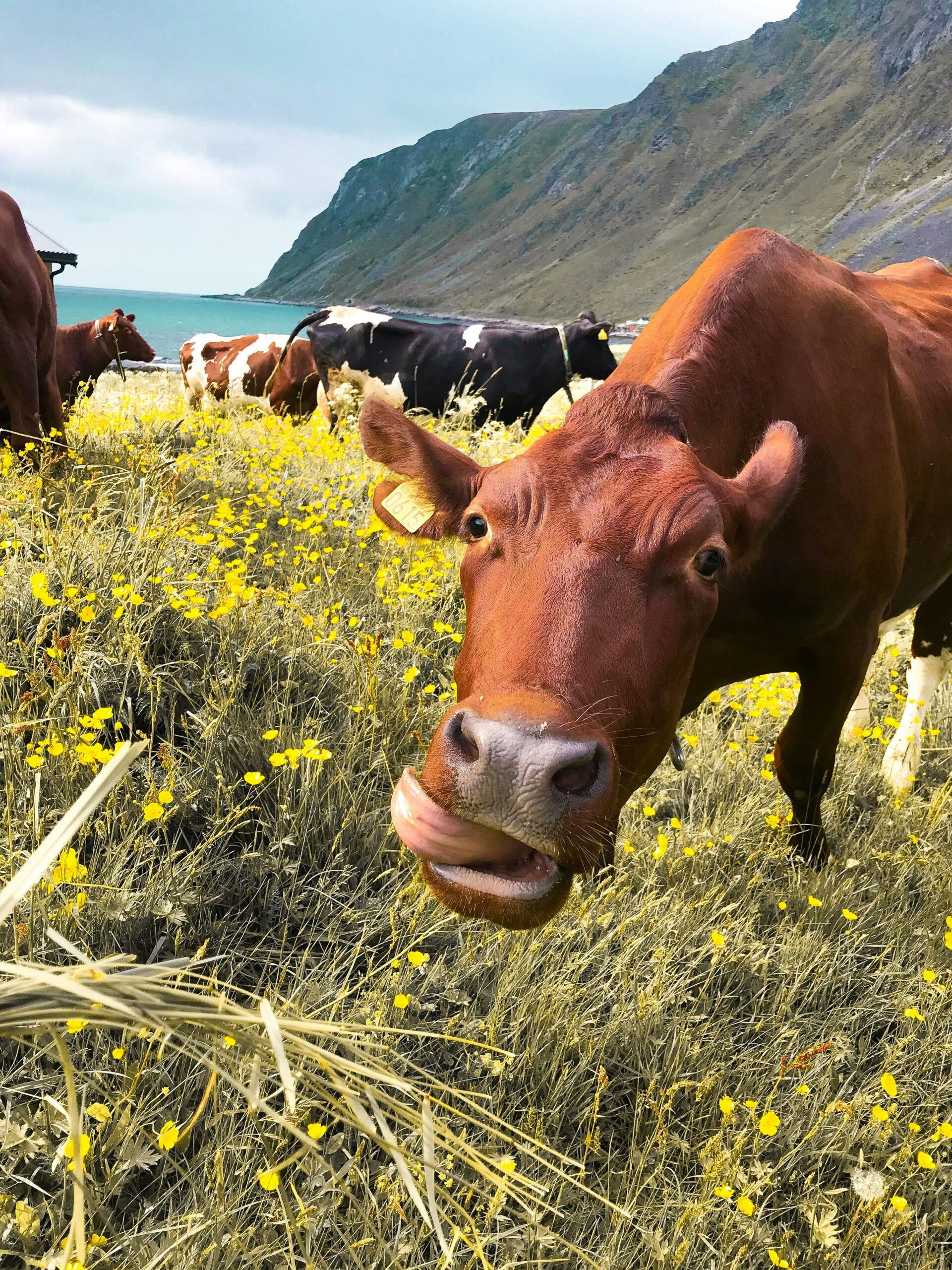 Animals Farm Mountain - Image 10