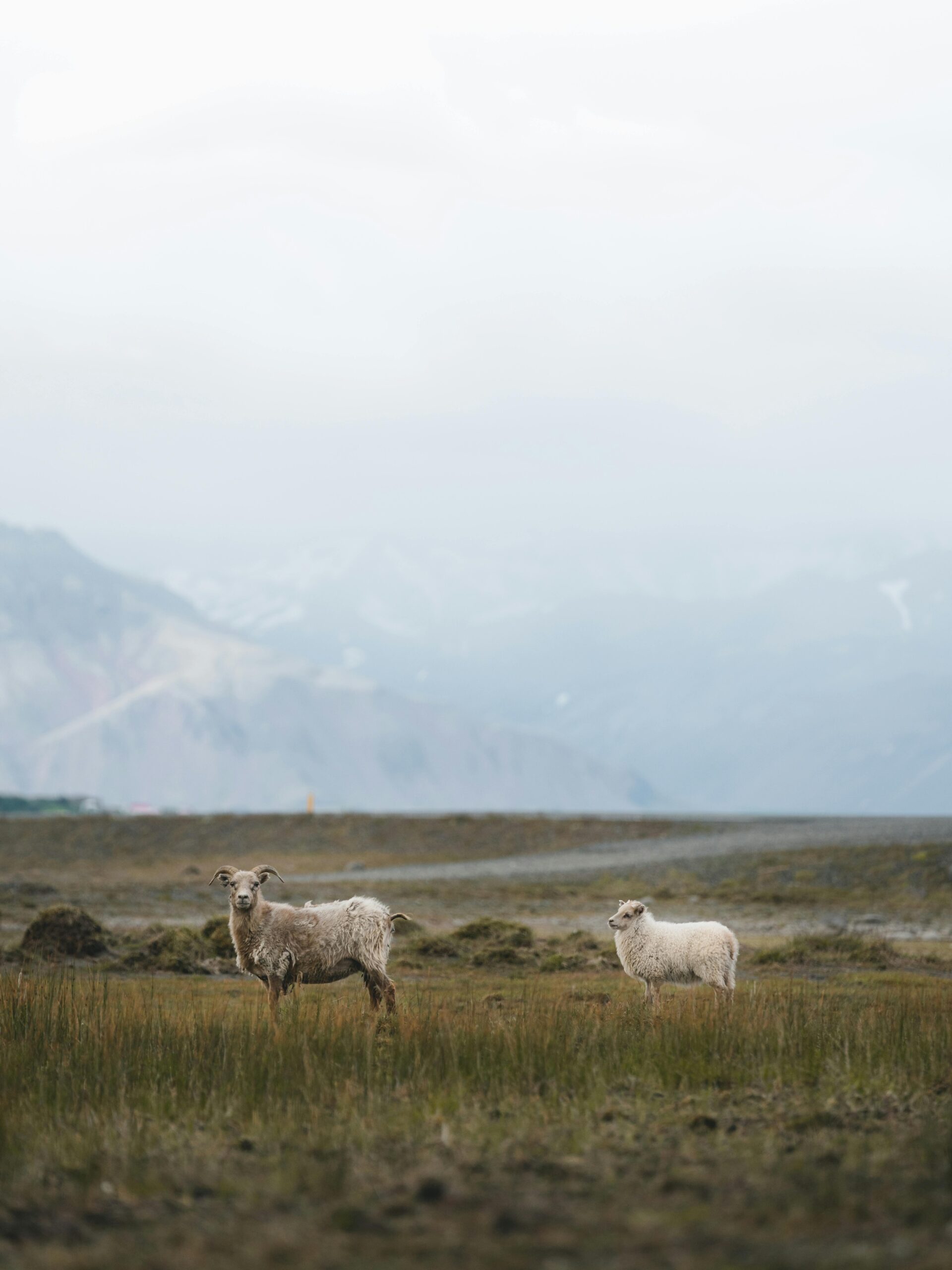 Animals Farm Mountain - Image 9
