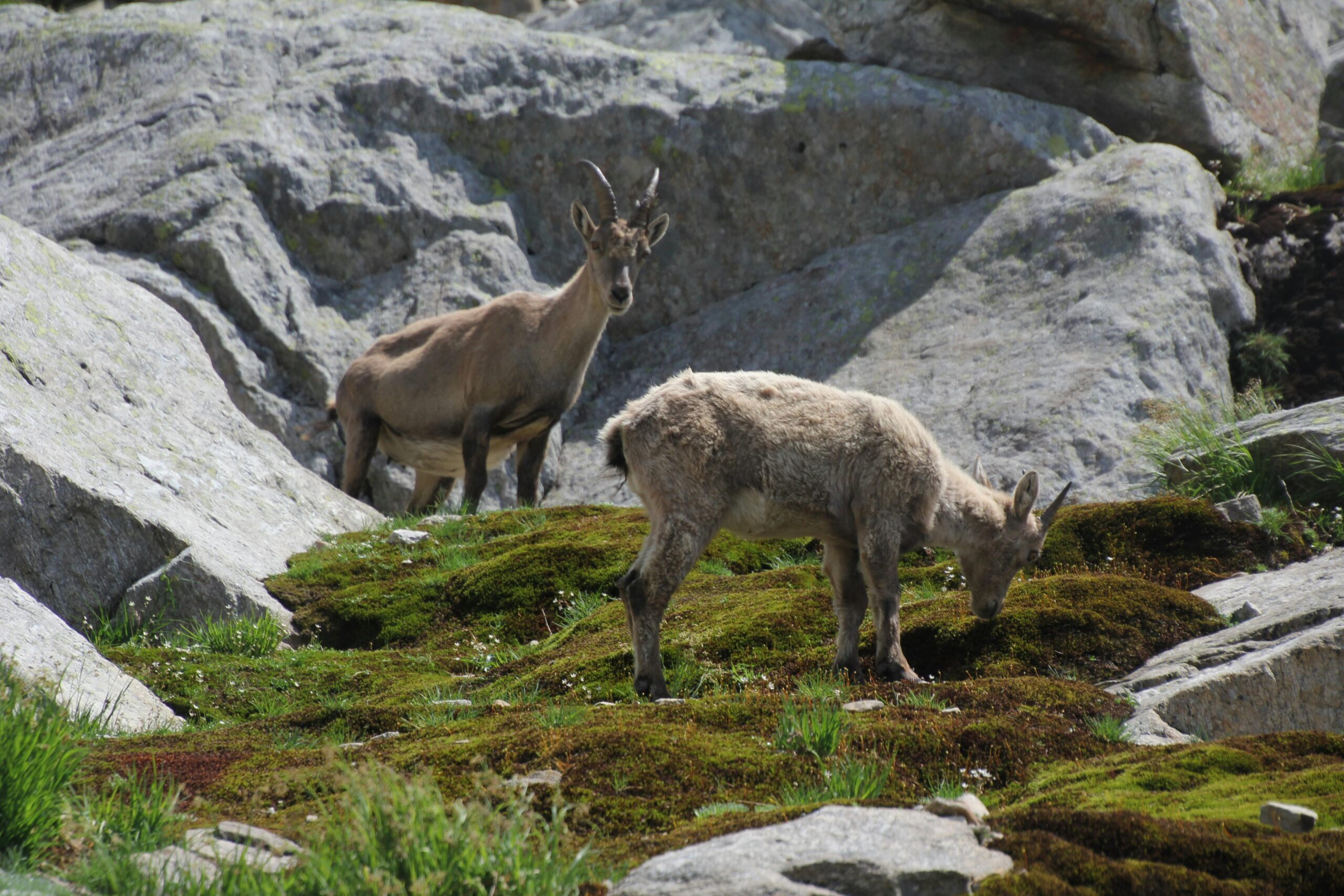Animals Farm Mountain - Image 8