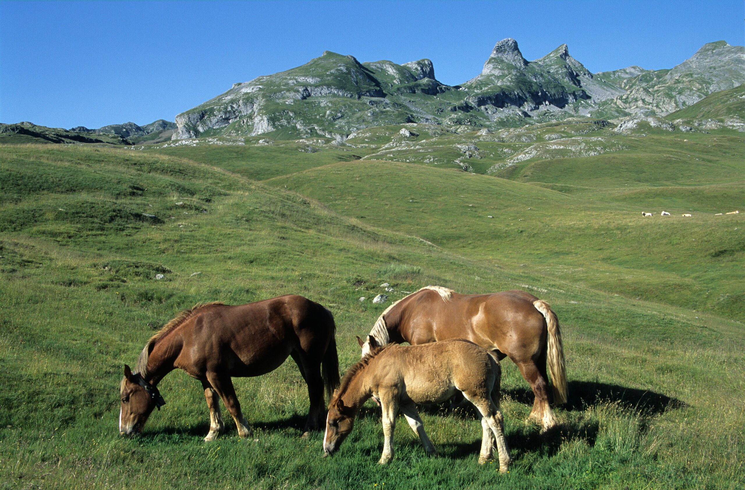 Animals Farm Mountain - Image 7