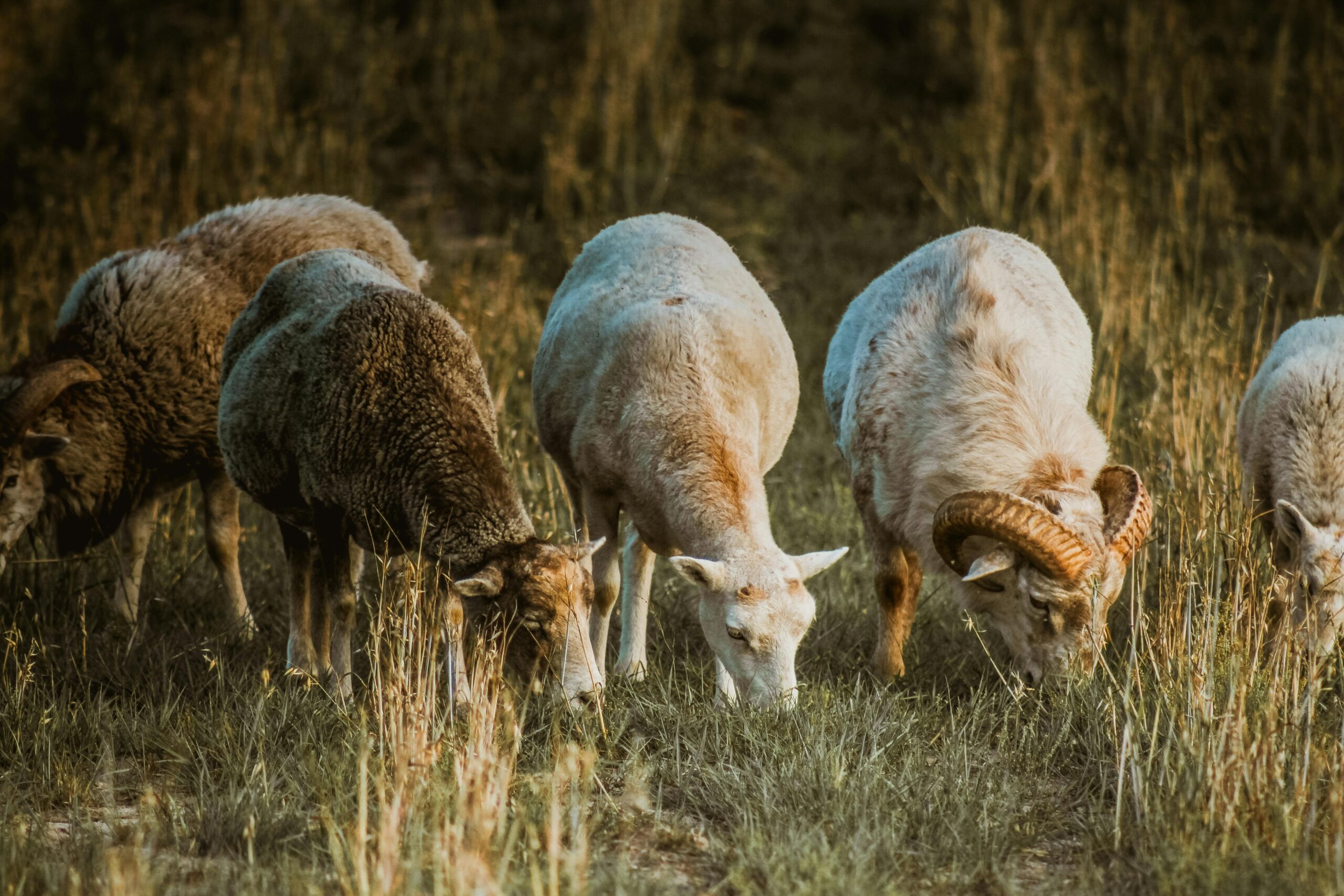 Animals Farm Mountain - Image 6